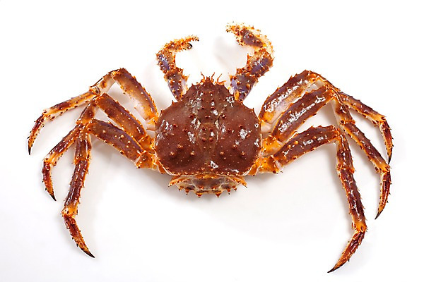 포토 JPG 스튜디오촬영 음식 절지류 식재료 갑각류 요리 누끼 사람없음 게 해산물 킹크랩 국내포토 동물 실내 파일형식