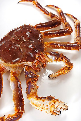 포토 JPG 스튜디오촬영 음식 절지류 식재료 갑각류 요리 근접촬영 사람없음 게 해산물 킹크랩 대게 국내포토 동물 뷰포인트 실내 파일형식