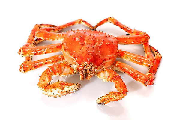 포토 JPG 스튜디오촬영 아시아 음식 절지류 갑각류 요리 누끼 사람없음 해물요리 게 해산물 킹크랩 킹크랩찜 일본음식 국내포토 동물 나라 실내 찜 파일형식