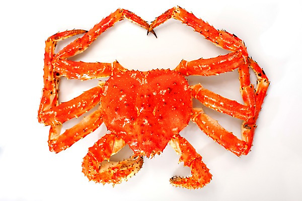 포토 JPG 스튜디오촬영 아시아 음식 절지류 갑각류 요리 누끼 사람없음 해물요리 게 해산물 킹크랩 킹크랩찜 일본음식 국내포토 동물 나라 실내 찜 파일형식