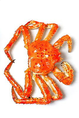 포토 JPG 스튜디오촬영 아시아 음식 절지류 갑각류 요리 누끼 사람없음 해물요리 게 해산물 킹크랩 킹크랩찜 일본음식 국내포토 동물 나라 실내 찜 파일형식