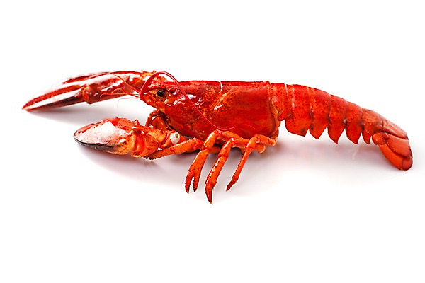 포토 JPG 스튜디오촬영 음식 요리 누끼 근접촬영 사람없음 해물요리 바닷가재 해산물 랍스터찜 국내포토 뷰포인트 실내 가재 파일형식