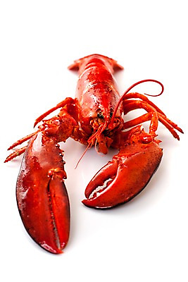 포토 JPG 스튜디오촬영 음식 요리 누끼 사람없음 해물요리 바닷가재 해산물 랍스터찜 국내포토 실내 가재 파일형식