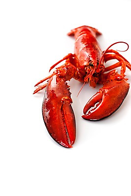 포토 JPG 스튜디오촬영 음식 요리 사람없음 해물요리 바닷가재 해산물 랍스터찜 국내포토 실내 가재 파일형식
