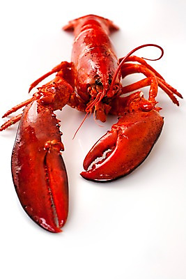 포토 JPG 스튜디오촬영 음식 요리 누끼 근접촬영 사람없음 해물요리 바닷가재 해산물 랍스터찜 국내포토 뷰포인트 실내 가재 파일형식