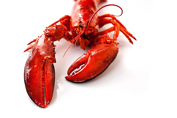 포토 JPG 스튜디오촬영 음식 요리 근접촬영 사람없음 해물요리 바닷가재 해산물 랍스터찜 국내포토 뷰포인트 실내 가재 파일형식