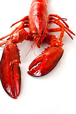 포토 JPG 스튜디오촬영 음식 요리 근접촬영 사람없음 해물요리 바닷가재 해산물 랍스터찜 국내포토 뷰포인트 실내 가재 파일형식