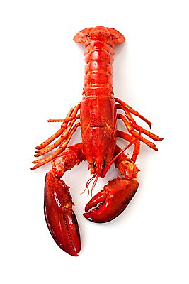 포토 JPG 스튜디오촬영 음식 요리 누끼 사람없음 해물요리 바닷가재 해산물 랍스터찜 국내포토 실내 가재 파일형식