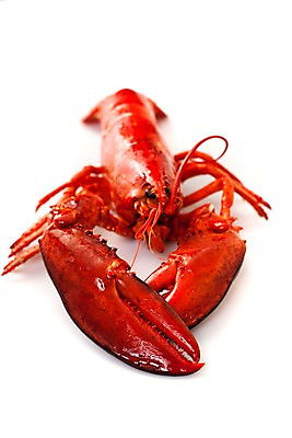 포토 JPG 스튜디오촬영 음식 요리 누끼 사람없음 해물요리 바닷가재 해산물 랍스터찜 국내포토 실내 가재 파일형식