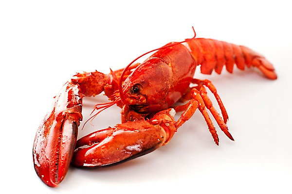 포토 JPG 스튜디오촬영 음식 요리 누끼 사람없음 해물요리 바닷가재 해산물 랍스터찜 국내포토 실내 가재 파일형식