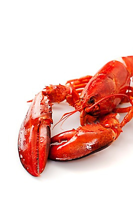 포토 JPG 스튜디오촬영 음식 요리 근접촬영 사람없음 해물요리 바닷가재 해산물 랍스터찜 국내포토 뷰포인트 실내 가재 파일형식