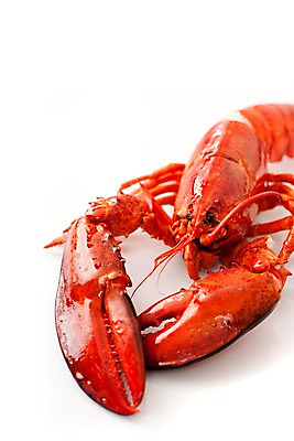 포토 JPG 스튜디오촬영 음식 요리 근접촬영 사람없음 해물요리 바닷가재 해산물 랍스터찜 국내포토 뷰포인트 실내 가재 파일형식