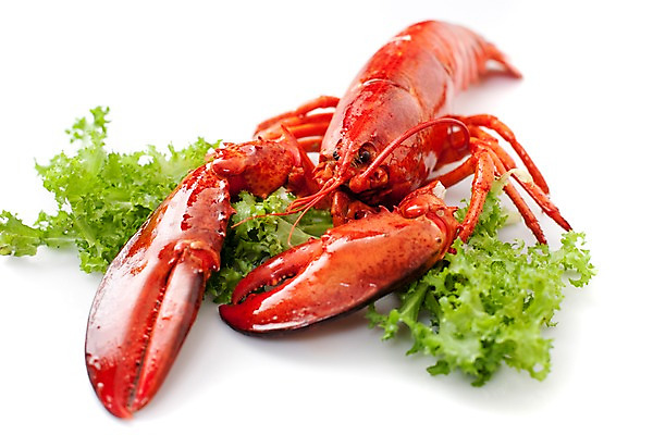 포토 JPG 스튜디오촬영 음식 요리 사람없음 해물요리 바닷가재 해산물 랍스터찜 국내포토 실내 가재 파일형식