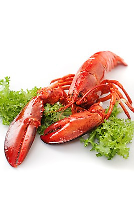 포토 JPG 스튜디오촬영 음식 요리 사람없음 해물요리 바닷가재 해산물 랍스터찜 국내포토 실내 가재 파일형식