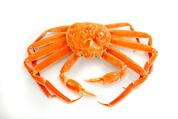 포토 JPG 스튜디오촬영 아시아 음식 외국문화 절지류 갑각류 요리 누끼 사람없음 해물요리 게 해산물 대게 일본음식 국내포토 동물 나라 문화 실내 파일형식