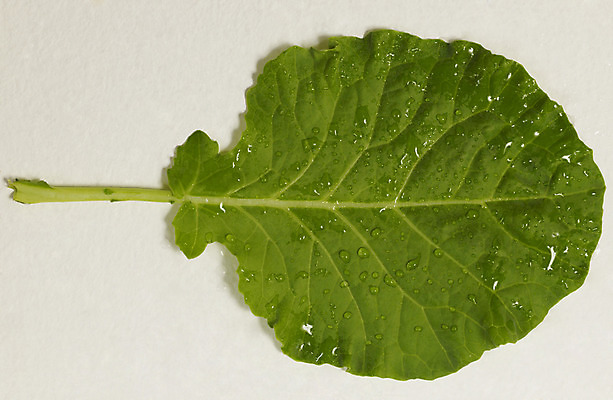 포토 JPG 스튜디오촬영 컬러 채소 식재료 실내 누끼 사람없음 가로 초록색 하이앵글 물방울 쌈 컬러푸드 케일 국내포토 뷰포인트 내부 파일형식