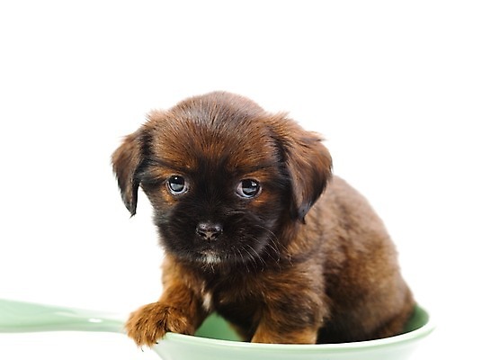 포토 JPG 스튜디오촬영 동물 척추동물 한마리 육지동물 그릇 접시 반려견 새끼 포유류 실내 사람없음 가로 반려동물 개 강아지 반려 국내포토 1 식기 내부 파일형식