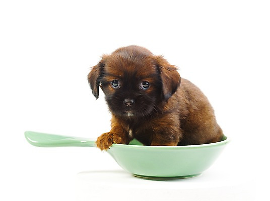 포토 JPG 스튜디오촬영 동물 척추동물 한마리 육지동물 그릇 접시 반려견 새끼 포유류 실내 누끼 사람없음 가로 반려동물 개 강아지 반려 국내포토 1 식기 내부 파일형식