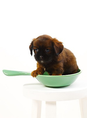 포토 JPG 스튜디오촬영 동물 척추동물 한마리 육지동물 그릇 접시 반려견 새끼 의자 포유류 실내 사람없음 세로 반려동물 개 강아지 반려 국내포토 1 식기 가구 내부 파일형식