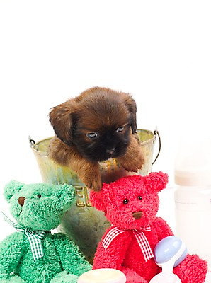 포토 JPG 스튜디오촬영 동물 척추동물 한마리 육지동물 반려견 새끼 인형 포유류 실내 사람없음 세로 반려동물 곰인형 아기용품 개 강아지 젖병 양동이 오브젝트 딸랑이 반려 국내포토 1 내부 파일형식