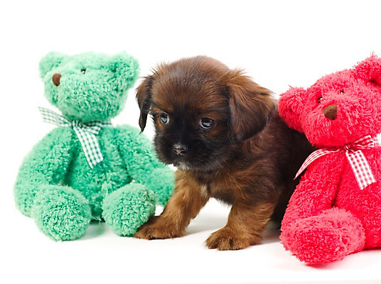 포토 JPG 스튜디오촬영 동물 척추동물 한마리 육지동물 반려견 새끼 인형 포유류 실내 사람없음 가로 반려동물 곰인형 개 강아지 오브젝트 반려 국내포토 1 내부 파일형식