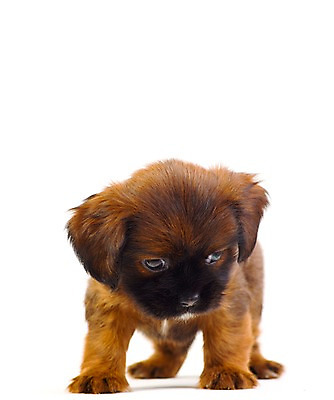 포토 JPG 스튜디오촬영 동물 척추동물 한마리 육지동물 반려견 새끼 포유류 실내 누끼 사람없음 세로 반려동물 개 강아지 반려 국내포토 1 내부 파일형식