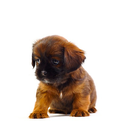 포토 JPG 스튜디오촬영 동물 척추동물 한마리 육지동물 반려견 새끼 포유류 실내 누끼 사람없음 세로 반려동물 개 강아지 반려 국내포토 1 내부 파일형식