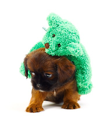 포토 JPG 스튜디오촬영 동물 척추동물 한마리 육지동물 반려견 새끼 인형 포유류 실내 누끼 사람없음 세로 반려동물 곰인형 개 강아지 오브젝트 반려 국내포토 1 내부 파일형식