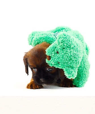 포토 JPG 스튜디오촬영 동물 척추동물 한마리 육지동물 반려견 새끼 인형 포유류 실내 사람없음 세로 반려동물 곰인형 개 강아지 오브젝트 반려 국내포토 1 내부 파일형식