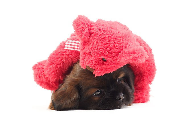 포토 JPG 스튜디오촬영 동물 척추동물 한마리 육지동물 반려견 새끼 인형 포유류 실내 누끼 사람없음 가로 반려동물 곰인형 개 강아지 오브젝트 반려 국내포토 1 내부 파일형식