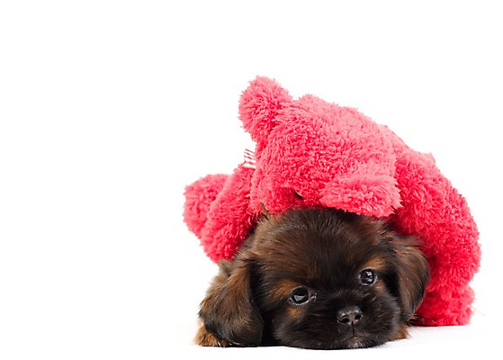 포토 JPG 스튜디오촬영 동물 척추동물 한마리 육지동물 반려견 새끼 인형 포유류 실내 누끼 사람없음 가로 반려동물 곰인형 개 강아지 오브젝트 반려 국내포토 1 내부 파일형식