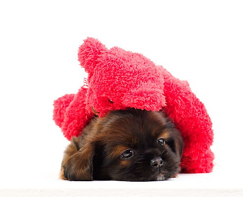 포토 JPG 스튜디오촬영 동물 척추동물 한마리 육지동물 반려견 새끼 인형 포유류 실내 사람없음 가로 반려동물 곰인형 개 강아지 오브젝트 반려 국내포토 1 내부 파일형식