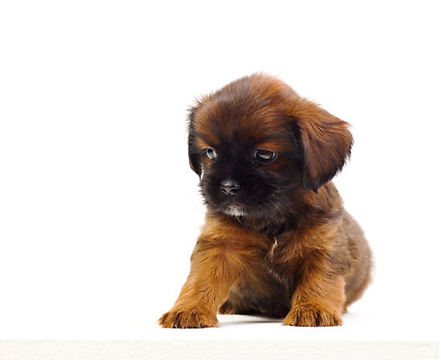 포토 JPG 스튜디오촬영 동물 척추동물 한마리 육지동물 반려견 새끼 포유류 실내 사람없음 가로 반려동물 개 강아지 반려 국내포토 1 내부 파일형식