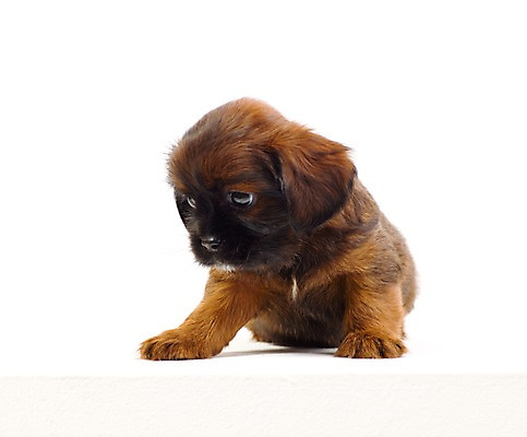 포토 JPG 스튜디오촬영 동물 척추동물 한마리 육지동물 반려견 새끼 포유류 실내 사람없음 가로 반려동물 개 강아지 반려 국내포토 1 내부 파일형식