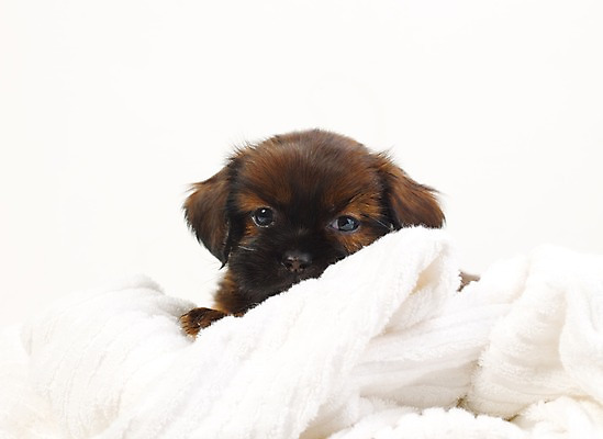 포토 JPG 스튜디오촬영 동물 척추동물 한마리 육지동물 반려견 새끼 포유류 실내 사람없음 가로 반려동물 수건 개 강아지 반려 국내포토 1 내부 위생용품 파일형식