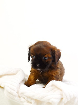 포토 JPG 스튜디오촬영 동물 척추동물 한마리 육지동물 반려견 새끼 포유류 실내 사람없음 세로 반려동물 수건 개 강아지 반려 국내포토 1 내부 위생용품 파일형식