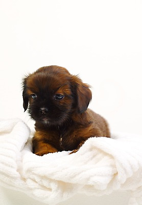 포토 JPG 스튜디오촬영 동물 척추동물 한마리 육지동물 반려견 새끼 포유류 실내 사람없음 세로 반려동물 수건 개 강아지 반려 국내포토 1 내부 위생용품 파일형식