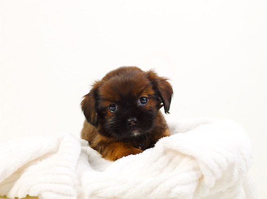 포토 JPG 스튜디오촬영 동물 척추동물 한마리 육지동물 반려견 새끼 포유류 실내 사람없음 가로 반려동물 수건 개 강아지 반려 국내포토 1 내부 위생용품 파일형식