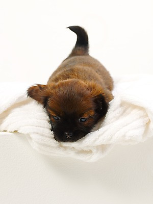 포토 JPG 스튜디오촬영 동물 척추동물 한마리 육지동물 반려견 새끼 포유류 실내 사람없음 세로 반려동물 수건 개 강아지 반려 국내포토 1 내부 위생용품 파일형식