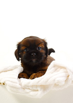 포토 JPG 스튜디오촬영 동물 척추동물 한마리 육지동물 반려견 새끼 포유류 실내 사람없음 세로 반려동물 수건 개 강아지 반려 국내포토 1 내부 위생용품 파일형식