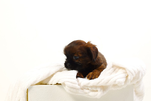 포토 JPG 스튜디오촬영 동물 척추동물 한마리 육지동물 반려견 새끼 포유류 실내 사람없음 가로 반려동물 수건 개 강아지 반려 국내포토 1 내부 위생용품 파일형식