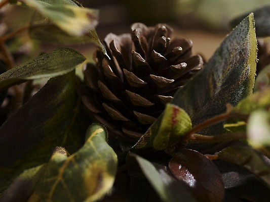 포토 JPG 스튜디오촬영 식물 계절 낙엽 잎 자연 나뭇잎 실내 근접촬영 사람없음 아웃포커스 가을풍경 가을 오브젝트 솔방울 국내포토 뷰포인트 촬영기법 풍경 내부 생태계 파일형식 가을_계절