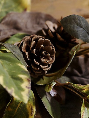 포토 JPG 스튜디오촬영 식물 계절 낙엽 잎 자연 나뭇잎 실내 사람없음 아웃포커스 가을풍경 가을 오브젝트 솔방울 국내포토 촬영기법 풍경 내부 생태계 파일형식 가을_계절