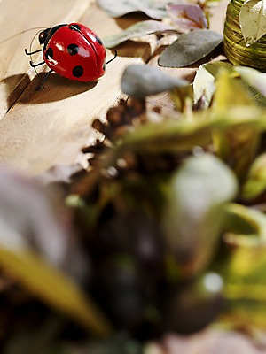 포토 JPG 스튜디오촬영 계절 곤충 낙엽 절지류 자연 나뭇잎 실내 사람없음 목재 아웃포커스 모형 가을풍경 가을 판넬 오브젝트 무당벌레 국내포토 나무 동물 잎 재료 촬영기법 풍경 내부 생태계 파일형식 가을_계절