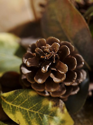 포토 JPG 스튜디오촬영 식물 계절 낙엽 잎 자연 나뭇잎 실내 근접촬영 사람없음 아웃포커스 가을풍경 가을 오브젝트 솔방울 국내포토 뷰포인트 촬영기법 풍경 내부 생태계 파일형식 가을_계절