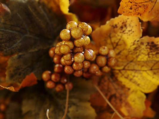 포토 JPG 스튜디오촬영 식물 계절 열매 컬러 잎 자연 나뭇잎 실내 사람없음 아웃포커스 노란색 가을풍경 가을 오브젝트 국내포토 촬영기법 풍경 내부 생태계 파일형식 가을_계절