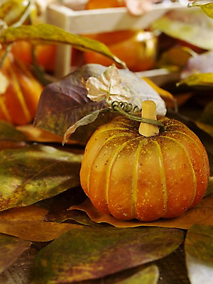 포토 JPG 스튜디오촬영 계절 음식 컬러 낙엽 채소 식재료 자연 호박 나뭇잎 실내 사람없음 아웃포커스 가을풍경 주황색 가을 덩굴 오브젝트 늙은호박 국내포토 식물 잎 촬영기법 풍경 내부 생태계 파일형식 가을_계절