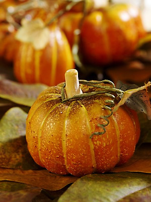 포토 JPG 스튜디오촬영 계절 음식 컬러 낙엽 채소 식재료 자연 호박 나뭇잎 실내 근접촬영 사람없음 아웃포커스 가을풍경 주황색 가을 덩굴 오브젝트 늙은호박 국내포토 식물 뷰포인트 잎 촬영기법 풍경 내부 생태계 파일형식 가을_계절