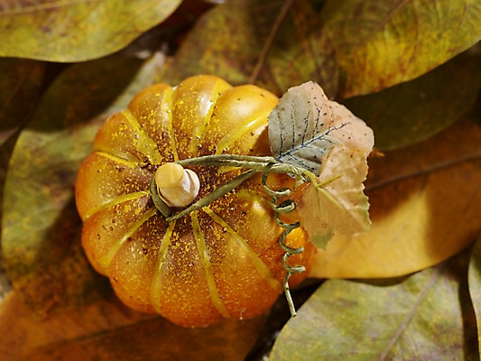 포토 JPG 스튜디오촬영 계절 음식 컬러 낙엽 채소 식재료 자연 호박 나뭇잎 실내 사람없음 하이앵글 가을풍경 주황색 가을 덩굴 오브젝트 늙은호박 국내포토 식물 뷰포인트 잎 풍경 내부 생태계 파일형식 가을_계절