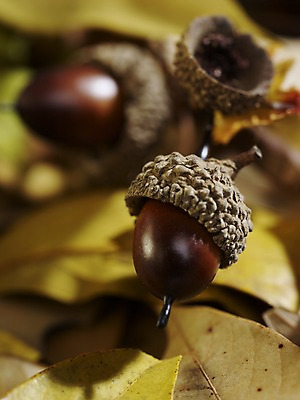 포토 JPG 스튜디오촬영 식물 계절 열매 낙엽 자연 나뭇잎 실내 근접촬영 사람없음 아웃포커스 가을풍경 견과류 가을 오브젝트 도토리 국내포토 뷰포인트 잎 촬영기법 풍경 내부 생태계 파일형식 가을_계절